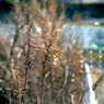 写真歌：いとしの枯れ３：泡立草
