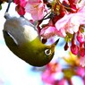 一昨日逢えた野鳥～③