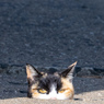 にゅ