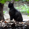あっ、黒猫