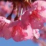 川沿いの緑道で