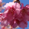 河津桜