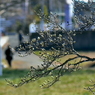 写真句：こぶしの蕾２