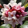 沈丁花