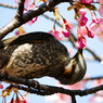 花盛り人だかり