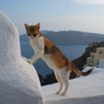 エーゲ海猫13