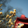 谷根千散策１３