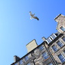 Fly