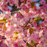 早咲き桜