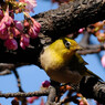 鳥みんぐ耐性