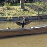 鳥の船頭