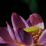 Lotus09