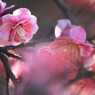 早春