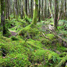 苔むす丸山の森付近