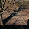 写真エッセイ：The shadow of your style