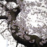 元荒川堤の桜１０