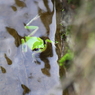 かえる、涼む。