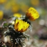 訪春の花　１