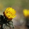 訪春の花　２