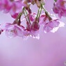 雫河津桜～ⅴ