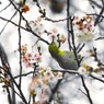 濡れ鼠の如く