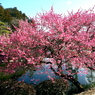写真エッセイ：偕楽園散歩１：祝・Women's Day！