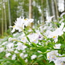 MOA美術館4