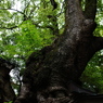 来宮神社2