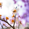 花とハチ