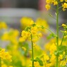 菜の花