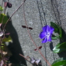 写真エッセイ：蔓桔梗：３・９ サンキュー！