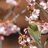 花に鳥、サクラにメジロ