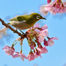 「上野公園・大寒桜」