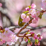 「上野公園・大寒桜」