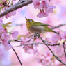「満開の大寒桜とメジロ」-2