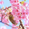 「満開の大寒桜とメジロ」-3