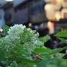 白紫陽花