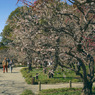 写真エッセイ：偕楽園散歩２