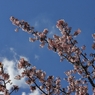 春はのびのび