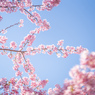 江ノ電沿いの桜
