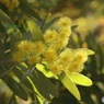 ミモザ開花