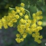 ミモザ開花中