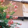 ピンクの花の木と建物(/・ω・)/