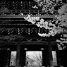 金戒光明寺の山門