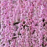 花のシャワー