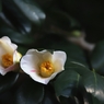 椿　２