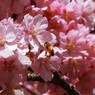桜と蜜蜂