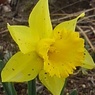 長峰公園のスイセンの花（3月15日）