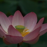 蓮　- 蓮華 -