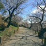 写真エッセイ：偕楽園散歩10：回遊歩道１